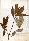 中文名:錐果櫟(S071254)學名:Cyclobalanopsis longinux (Hayata) Schottky(S071254)英文名:Long Glans Oak