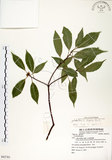 中文名:錐果櫟(S082783)學名:Cyclobalanopsis longinux (Hayata) Schottky(S082783)英文名:Long Glans Oak