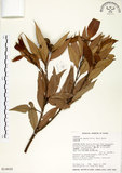 中文名:杏葉石櫟(S014620)學名:Lithocarpus amygdalifolius (Skan ex Forbes & Hemsl.) Hayata(S014620)中文別名:校栗、校櫟英文名:Amygdalate-leaved Tanoak