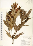 中文名:杏葉石櫟(S050008)學名:Lithocarpus amygdalifolius (Skan ex Forbes & Hemsl.) Hayata(S050008)中文別名:校栗、校櫟英文名:Amygdalate-leaved Tanoak