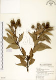 中文名:杏葉石櫟(S051102)學名:Lithocarpus amygdalifolius (Skan ex Forbes & Hemsl.) Hayata(S051102)中文別名:校栗、校櫟英文名:Amygdalate-leaved Tanoak