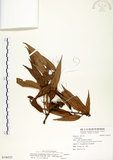 中文名:杏葉石櫟(S106523)學名:Lithocarpus amygdalifolius (Skan ex Forbes & Hemsl.) Hayata(S106523)中文別名:校栗、校櫟英文名:Amygdalate-leaved Tanoak