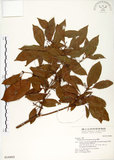 中文名:瓊楠(S016865)學名:Beilschmiedia erythrophloia Hayata(S016865)英文名:Red Bark Slugwood