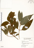 中文名:瓊楠(S064305)學名:Beilschmiedia erythrophloia Hayata(S064305)英文名:Red Bark Slugwood