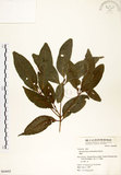 中文名:瓊楠(S064692)學名:Beilschmiedia erythrophloia Hayata(S064692)英文名:Red Bark Slugwood