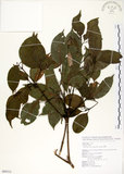 中文名:瓊楠(S089312)學名:Beilschmiedia erythrophloia Hayata(S089312)英文名:Red Bark Slugwood