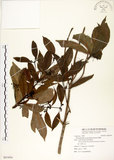 中文名:瓊楠(S091954)學名:Beilschmiedia erythrophloia Hayata(S091954)英文名:Red Bark Slugwood