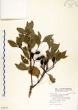 中文名:瓊楠(S109732)學名:Beilschmiedia erythrophloia Hayata(S109732)英文名:Red Bark Slugwood