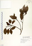 中文名:瓊楠(S112899)學名:Beilschmiedia erythrophloia Hayata(S112899)英文名:Red Bark Slugwood