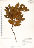 中文名:土樟(S000208)學名:Cinnamomum reticulatum Hayata(S000208)英文名:Reticulateveined Cinnamon Tree