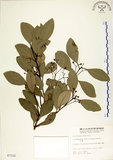 中文名:土樟(S007210)學名:Cinnamomum reticulatum Hayata(S007210)英文名:Reticulateveined Cinnamon Tree
