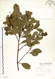 中文名:土樟(S007211)學名:Cinnamomum reticulatum Hayata(S007211)英文名:Reticulateveined Cinnamon Tree