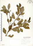 中文名:土樟(S007212)學名:Cinnamomum reticulatum Hayata(S007212)英文名:Reticulateveined Cinnamon Tree