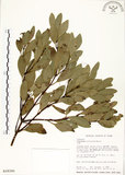 中文名:土樟(S018300)學名:Cinnamomum reticulatum Hayata(S018300)英文名:Reticulateveined Cinnamon Tree
