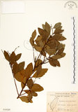 中文名:土樟(S018525)學名:Cinnamomum reticulatum Hayata(S018525)英文名:Reticulateveined Cinnamon Tree