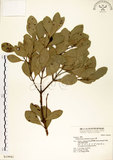 中文名:土樟(S019941)學名:Cinnamomum reticulatum Hayata(S019941)英文名:Reticulateveined Cinnamon Tree