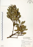 中文名:土樟(S039876)學名:Cinnamomum reticulatum Hayata(S039876)英文名:Reticulateveined Cinnamon Tree