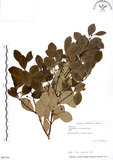 中文名:土樟(S063701)學名:Cinnamomum reticulatum Hayata(S063701)英文名:Reticulateveined Cinnamon Tree