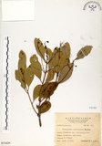 中文名:土樟(S071626)學名:Cinnamomum reticulatum Hayata(S071626)英文名:Reticulateveined Cinnamon Tree