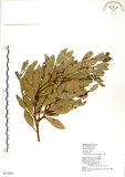 中文名:土樟(S072495)學名:Cinnamomum reticulatum Hayata(S072495)英文名:Reticulateveined Cinnamon Tree