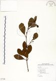 中文名:土樟(S077388)學名:Cinnamomum reticulatum Hayata(S077388)英文名:Reticulateveined Cinnamon Tree