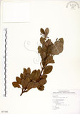 中文名:土樟(S077392)學名:Cinnamomum reticulatum Hayata(S077392)英文名:Reticulateveined Cinnamon Tree