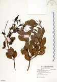 中文名:土樟(S088960)學名:Cinnamomum reticulatum Hayata(S088960)英文名:Reticulateveined Cinnamon Tree