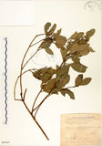 中文名:土樟(S099307)學名:Cinnamomum reticulatum Hayata(S099307)英文名:Reticulateveined Cinnamon Tree