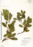 中文名:土樟(S125665)學名:Cinnamomum reticulatum Hayata(S125665)英文名:Reticulateveined Cinnamon Tree