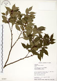 中文名:內苳子(S021857)學名:Lindera akoensis Hayata(S021857)英文名:Ako Spicebush, Ako Lindera