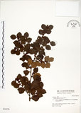 中文名:內苳子(S034570)學名:Lindera akoensis Hayata(S034570)英文名:Ako Spicebush, Ako Lindera