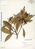 中文名:大葉楠(S015314)學名:Machilus japonica Sieb. & Zucc. var. kusanoi (Hayata) Liao(S015314)英文名:Narrow-leafed Nanmu