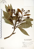 中文名:大葉楠(S018150)學名:Machilus japonica Sieb. & Zucc. var. kusanoi (Hayata) Liao(S018150)英文名:Narrow-leafed Nanmu