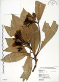 中文名:大葉楠(S028769)學名:Machilus japonica Sieb. & Zucc. var. kusanoi (Hayata) Liao(S028769)英文名:Narrow-leafed Nanmu