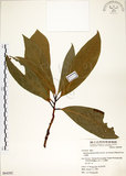 中文名:大葉楠(S064292)學名:Machilus japonica Sieb. & Zucc. var. kusanoi (Hayata) Liao(S064292)英文名:Narrow-leafed Nanmu