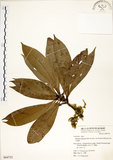 中文名:大葉楠(S064732)學名:Machilus japonica Sieb. & Zucc. var. kusanoi (Hayata) Liao(S064732)英文名:Narrow-leafed Nanmu