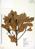 中文名:大葉楠(S065397)學名:Machilus japonica Sieb. & Zucc. var. kusanoi (Hayata) Liao(S065397)英文名:Narrow-leafed Nanmu