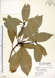 中文名:大葉楠(S071815)學名:Machilus japonica Sieb. & Zucc. var. kusanoi (Hayata) Liao(S071815)英文名:Narrow-leafed Nanmu