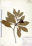 中文名:大葉楠(S077344)學名:Machilus japonica Sieb. & Zucc. var. kusanoi (Hayata) Liao(S077344)英文名:Narrow-leafed Nanmu