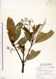 中文名:大葉楠(S085214)學名:Machilus japonica Sieb. & Zucc. var. kusanoi (Hayata) Liao(S085214)英文名:Narrow-leafed Nanmu