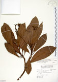 中文名:大葉楠(S108355)學名:Machilus japonica Sieb. & Zucc. var. kusanoi (Hayata) Liao(S108355)英文名:Narrow-leafed Nanmu