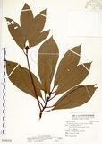 中文名:大葉楠(S108356)學名:Machilus japonica Sieb. & Zucc. var. kusanoi (Hayata) Liao(S108356)英文名:Narrow-leafed Nanmu