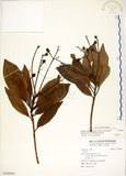 中文名:大葉楠(S108361)學名:Machilus japonica Sieb. & Zucc. var. kusanoi (Hayata) Liao(S108361)英文名:Narrow-leafed Nanmu