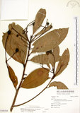 中文名:大葉楠(S108364)學名:Machilus japonica Sieb. & Zucc. var. kusanoi (Hayata) Liao(S108364)英文名:Narrow-leafed Nanmu