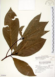 中文名:大葉楠(S108365)學名:Machilus japonica Sieb. & Zucc. var. kusanoi (Hayata) Liao(S108365)英文名:Narrow-leafed Nanmu