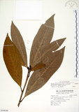 中文名:大葉楠(S108366)學名:Machilus japonica Sieb. & Zucc. var. kusanoi (Hayata) Liao(S108366)英文名:Narrow-leafed Nanmu