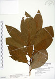 中文名:大葉楠(S108367)學名:Machilus japonica Sieb. & Zucc. var. kusanoi (Hayata) Liao(S108367)英文名:Narrow-leafed Nanmu