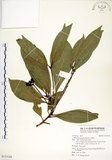 中文名:大葉楠(S113144)學名:Machilus kusanoi Hayata(S113144)英文名:Large-leaved Nanmu