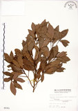 中文名:恆春楨楠(S005351)學名:Machilus obovatifolia (Hayata) Kanehira & Sasaki(S005351)英文名:Obovate-leaved Machilus