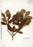 中文名:恆春楨楠(S005352)學名:Machilus obovatifolia (Hayata) Kanehira & Sasaki(S005352)英文名:Obovate-leaved Machilus